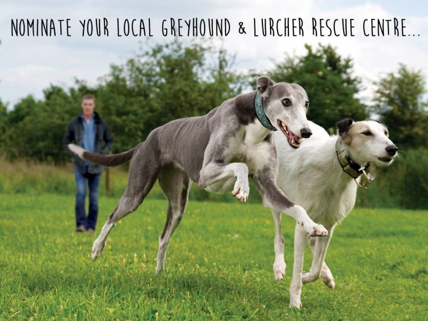 Burgess greyhound and lurcher dog food online