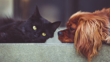 Natural Pet Food Group and Pet Valu collaborate
