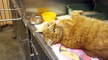 Keeping cats healthy