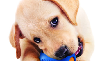 Nerf Dog line of dog toys – it’s Nerf or nothing