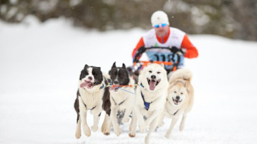 Prins Petfoods and Snow Blizzard join forces
