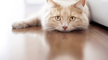 Specialisation ­marches on