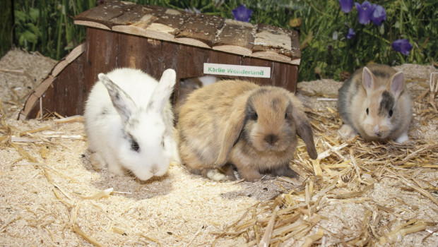 Rabbits in the UK have never been better off than today.