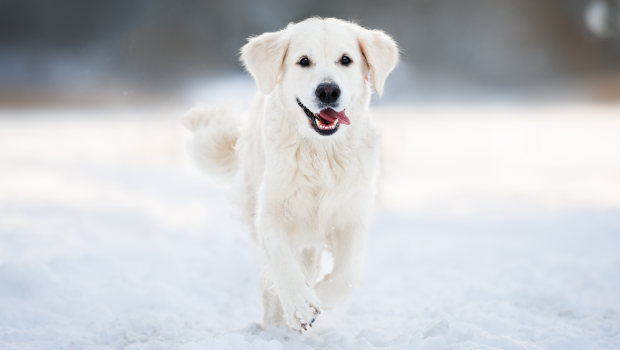Seppic launches a range of ingredients for pet hygiene.