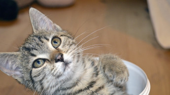 World of the Kitten