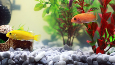 Aquariums in the ascendancy