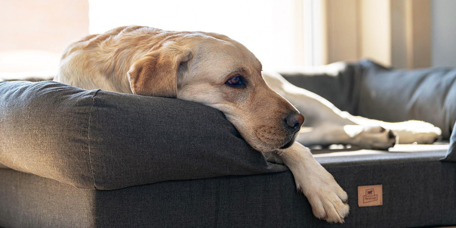 The new dog sofa Memor-One is perfectly suited to the canine body shape, distributing the dog’s weight evenly, which is intended to relieve pressure on the animal’s joints.