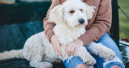 Agria survey shows the importance of pets