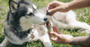 CBD pet products may face more FDA warnings, lawsuits
