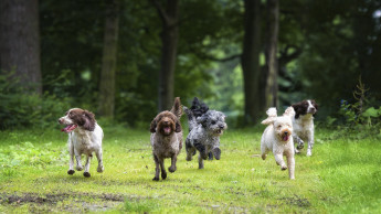 Bioiberica recognized for innovation