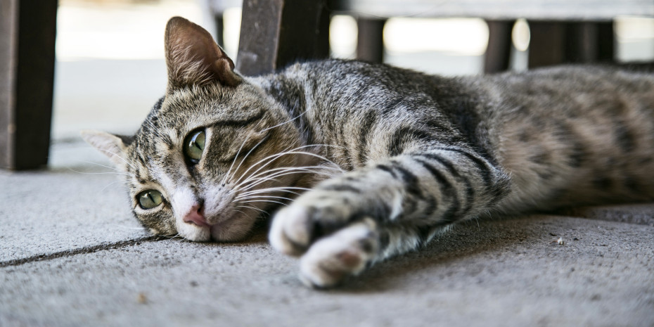 In most European countries, the cat is the most common pet in private households.  