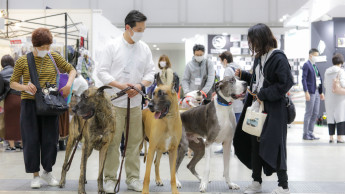 New pet households in Japan