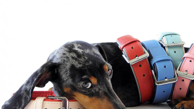 Das Lederband, collars and leashes