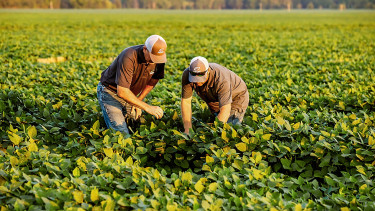 ADM and Hill's take farm resilience into the pet food supply chain