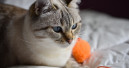 New tool makes it easier to measure cats’ quality of life