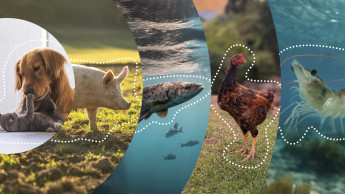 Bioiberica expands Nucleoforce range with three new products Bioiberica expands Nucleoforce range with three new products