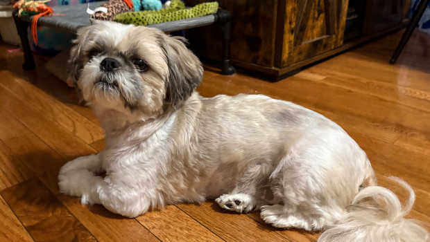 Gizmo is a 4-year-old Shih Tzu from New Jersey. He provided the 2 millionth sample received by the University of Minnesota Urolith Center (MUC). Gizmo is a 4-year-old Shih Tzu from New Jersey. He provided the 2 millionth sample received by the University of Minnesota Urolith Center (MUC).