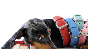 Haute couture for your dog