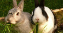 Rabbit Awareness Week in June