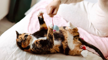 Arken Zoo continues to expand