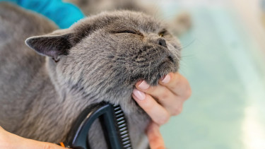 Focus on pet cosmetics