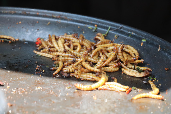 Insects Insects