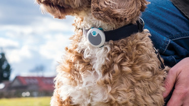 The connection with your pet just got better