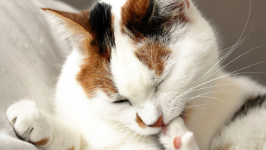 Cats continue to lead the way