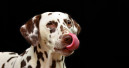 No pet food without gas