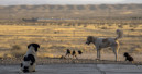 Tiendanimal actively campaigns against animal abandonment