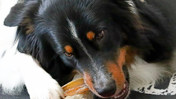 Dog chew bones were suspected as the cause of neurological symptoms, but MSO from bovine hide may have been the trigger.
