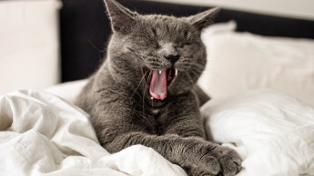 One in four pets sleeps in bed