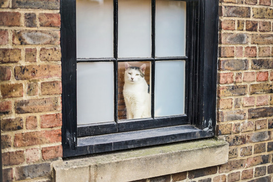 Cats have great potential to become the UK's most popular pet. Dogs are still ahead, but their popularity is waning. Cats have great potential to become the UK's most popular pet. Dogs are still ahead, but their popularity is waning.