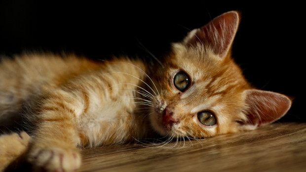 Chinese pet owners cannot resist the charm of felines. Photo: Ari Bady, Pixabay