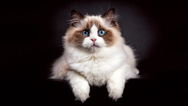 Special needs, appropriate food