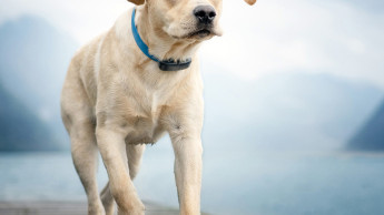 Good prospects for the pet wearable market Good prospects for the pet wearable market