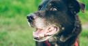 Correct nutrition for older dogs