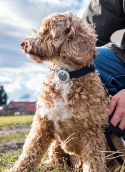 Sure Petcare, SureFlap Ltd, SureFlap Microchip Cat Flap Connect, Sure Petcare app