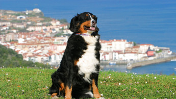 Pet care sales rebound in Spain
