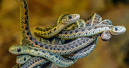 EU feasibility study on a positive list for pet animals
