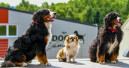 Dogsworld opens campus