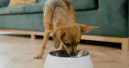 Pet food from Europe in demand worldwide