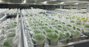 New labelling requirement for aquatic plants