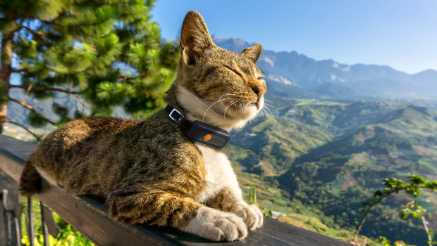A cat with a GPS tracker on its collar.