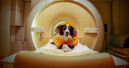 Brain scans: dogs tell negative facial expressions apart
