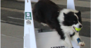 Bern Pet Foods supports UK Flyball Team