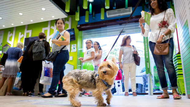 The Spanish are spending more on their pets.