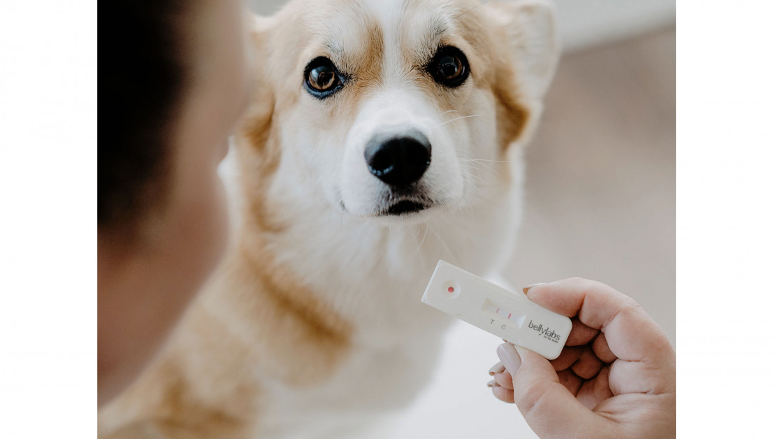 First ever dog pregnancy home test petworldwide