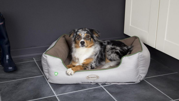 Scruffs will be one of the exhibitors in the section “Pets at Glee”.