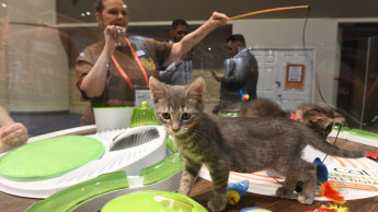 “Cat category is a driver to pet market growth”